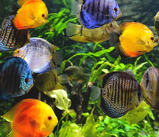 Retail Freshwater Displays