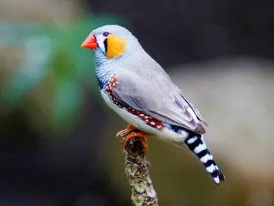 Retail Bird Displays