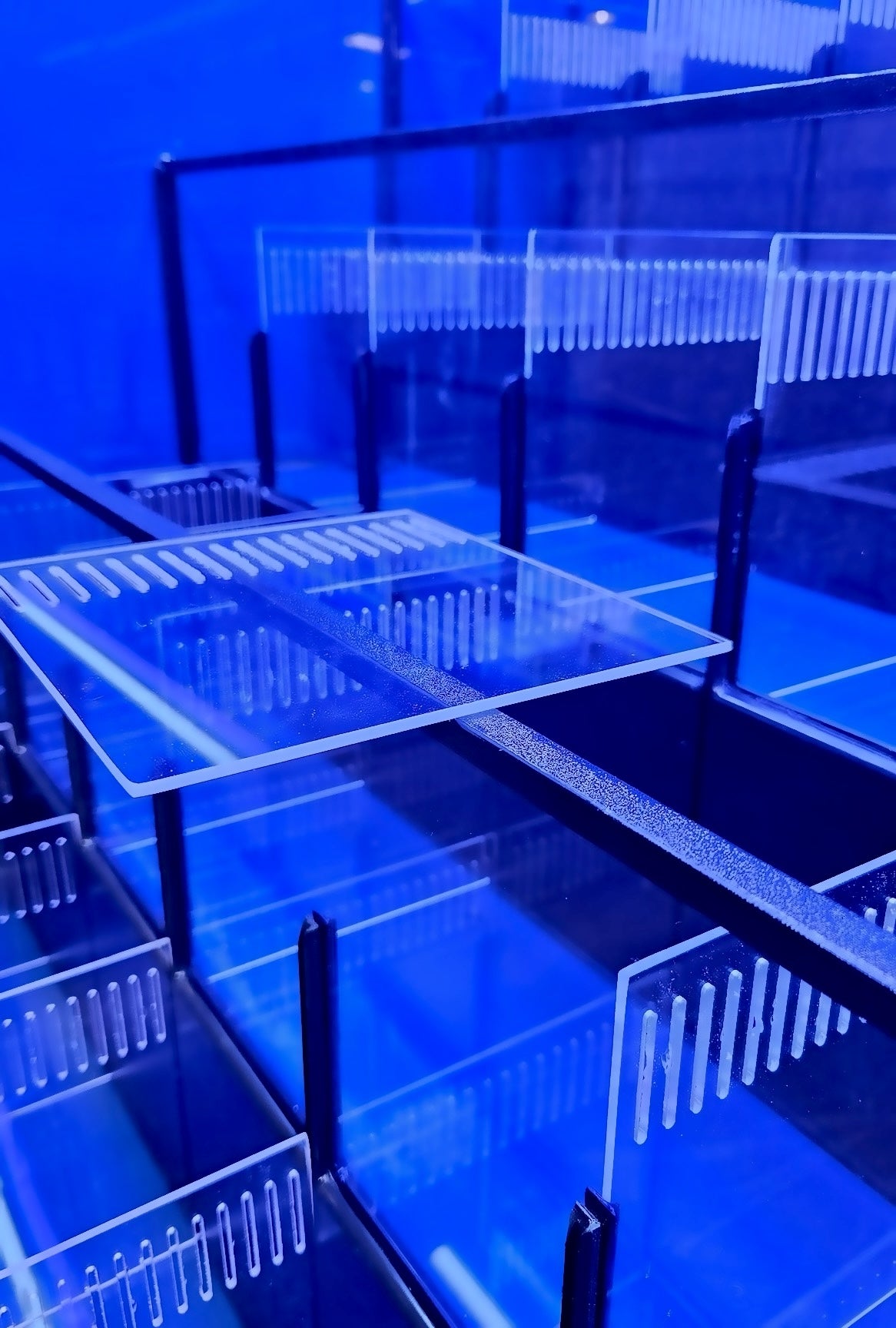 Freshwater or Marine Crustaceans Tiered Aquarium Rack