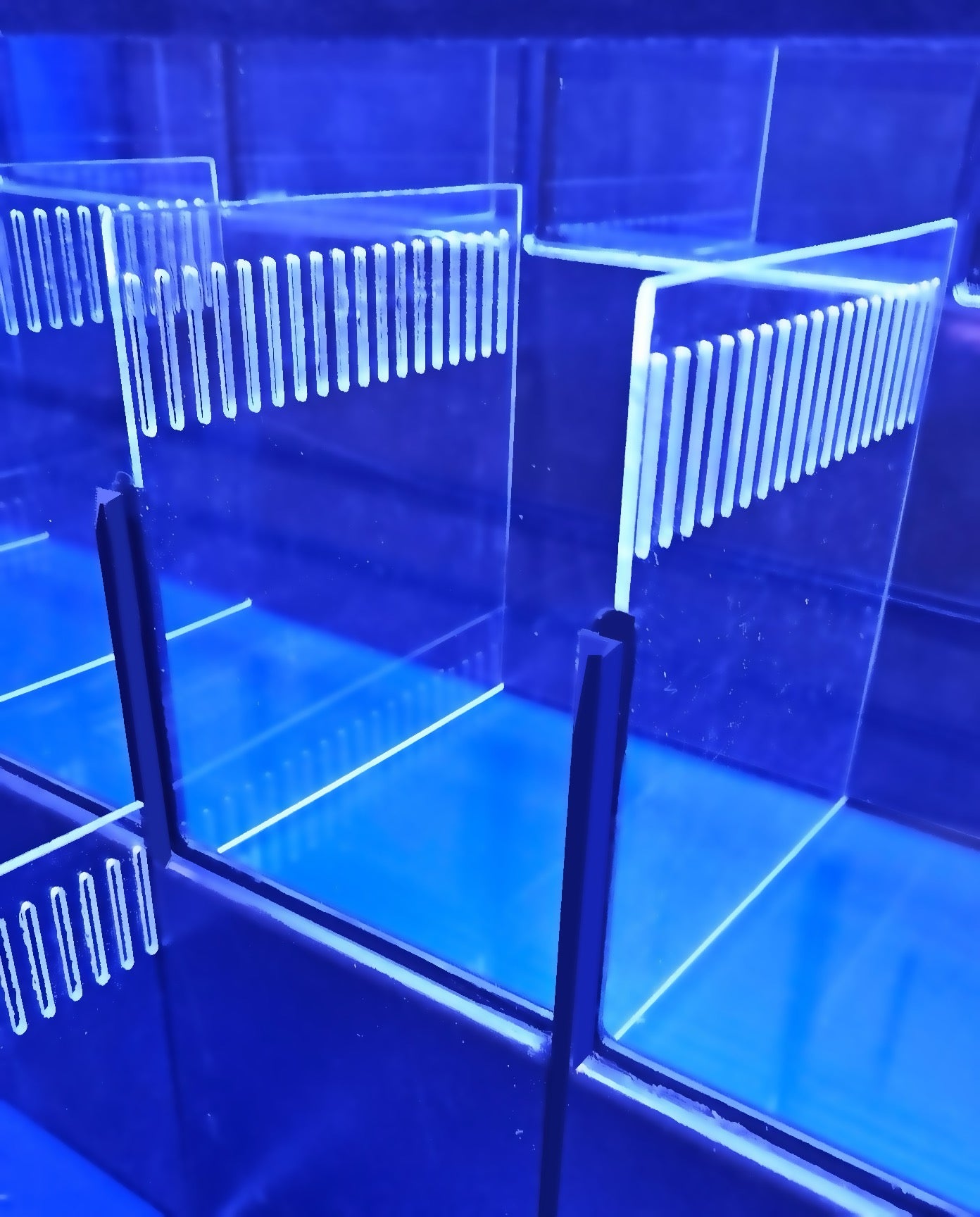 Freshwater or Marine Crustaceans Tiered Aquarium Rack
