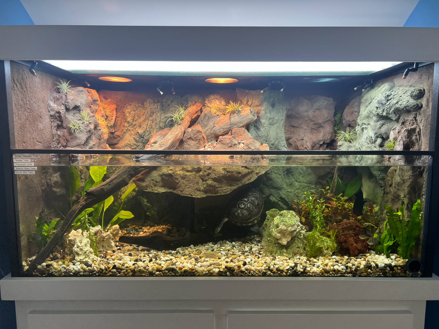 Custom Turtle Tanks
