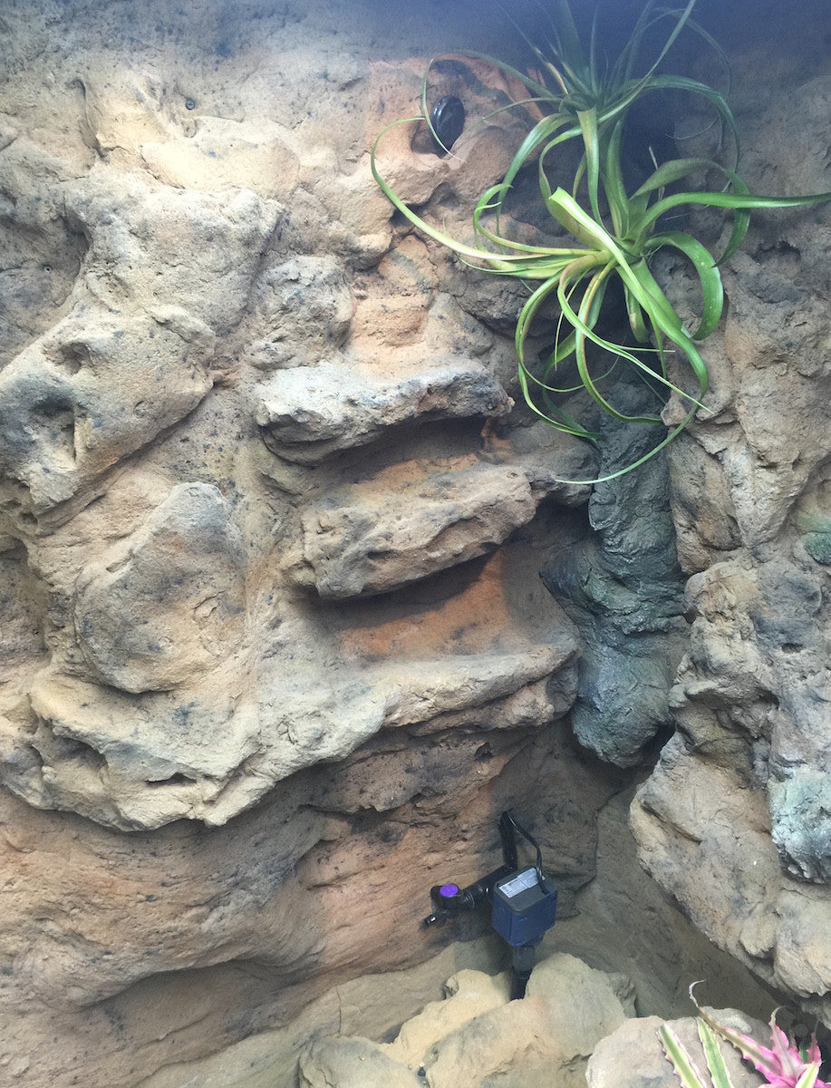 Mangrove Monitor Terrarium Custom Design