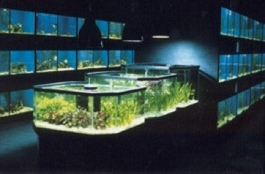 Cascading Freshwater Aquatic  Plant Display