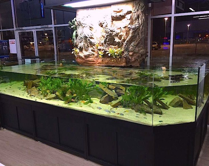 impressive pond like 3d aquarium cichlid display