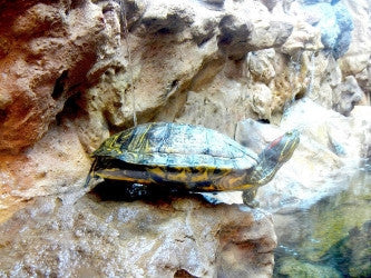 Custom Design Terrarium Turtle Tank for Nature Center