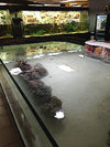 Nature Center Stingray Aquarium Display