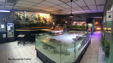 Nature Center Stingray Aquarium Display