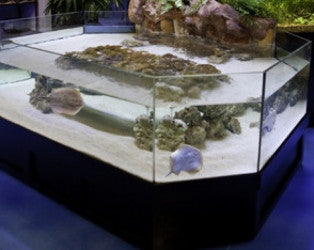 3D Show Aquarium Display Stingray
