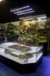 3D Show Aquarium Display Stingray