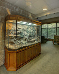 Rattle Snake Custom Design Terrarium at a Nature Center