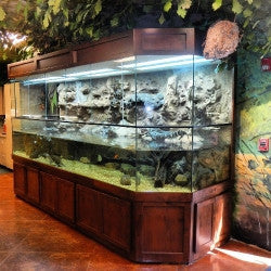 Custom Design Terrarium Turtle Tank for Nature Center
