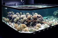 3D Aquarium Displays - Marine - Freshwater - Aquatic Turtles