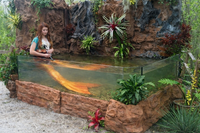 Person interacting with a large fish tank in a natural setting with plants and rocks.