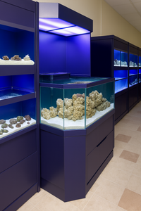 Reef 3d aquarium setup with coral and rocks in a display case.