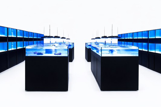 Commercial Coral | Frag | Table Display Tank