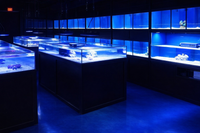 Custom Coral Frag Display tanks built by DAS Aquariums for specialized reef retail use