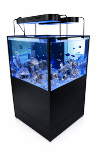Coral Tank Small Display for Retail Stores
