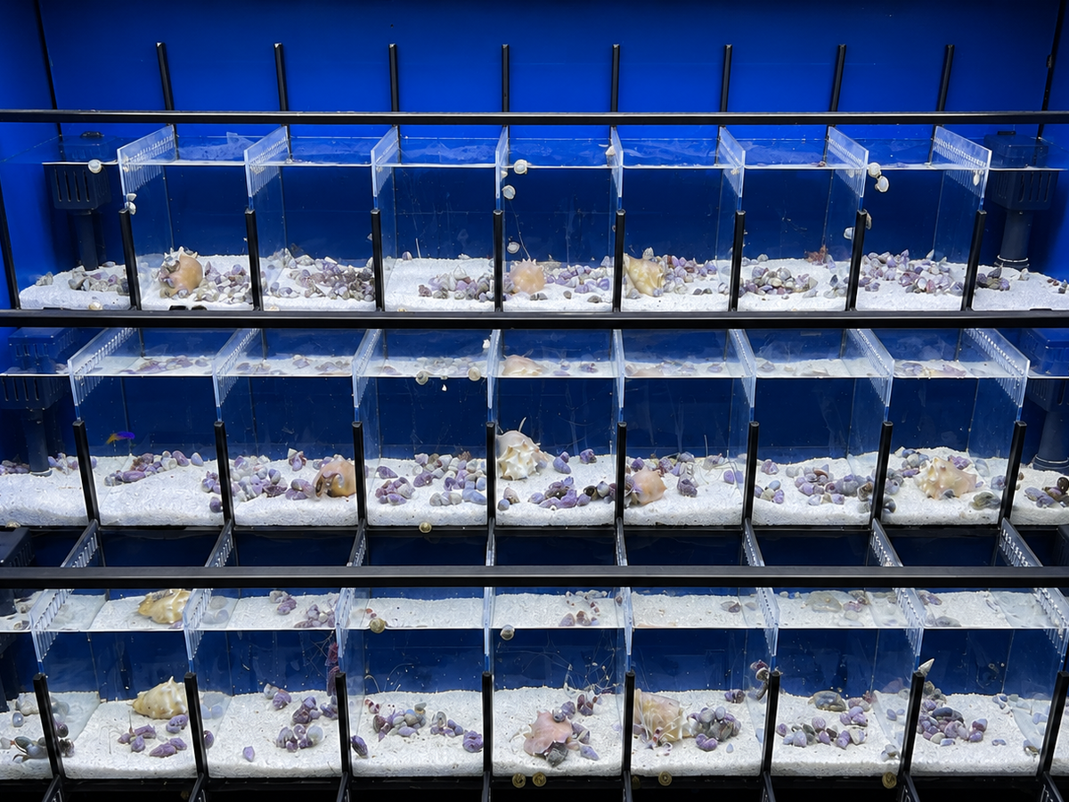 Crustacean Tiered Retail Commercial Display or Freshwater Betta Fish Retail Rack