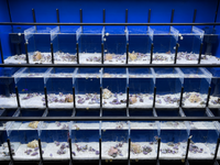 Crustacean Tiered Retail Commercial Display or Freshwater Betta Fish Retail Rack