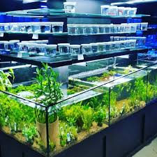 Cascading Freshwater Aquatic  Plant Display Merchandiser