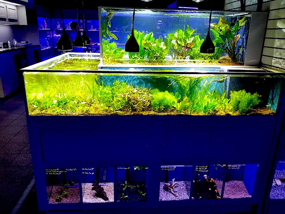 DAS Cascading Aquatic Plant Merchandiser