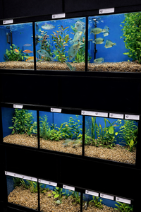 Professional freshwater aquarium display system for pet stores, optimized for livestock health and retail efficiency