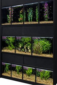 Freshwater fish store display rack showing multiple aquariums on a compact footprint with professional retail design