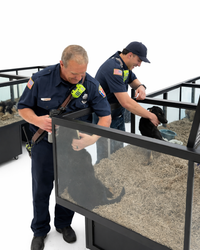 Rolling, lockable petter display with glass enclosure for puppies, small mammals, turtles, or birds.  Adoption Event.