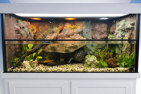 Residential turtle paludarium with clear glass tank, concealed filtration system, and living plant wall for natural aesthetics.