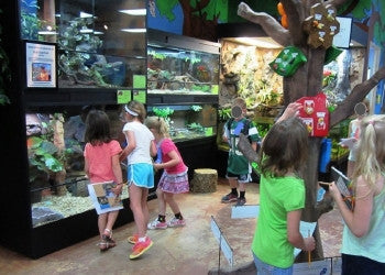 DAS Aquariums 3D Aquarium Archer Fish Waterfall Display