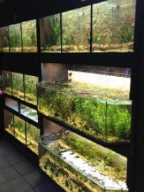 DAS Aquariums Thrive Freshwater Enclosure Fish Retail Unit