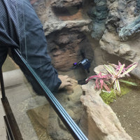 Mangrove Monitor Terrarium Custom Design