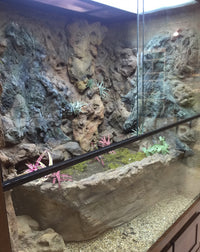 Mangrove Monitor Terrarium Custom Design