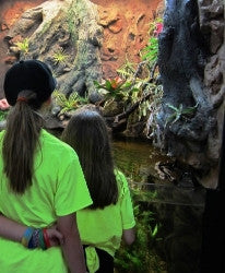 DAS Aquariums 3D Aquarium Archer Fish Waterfall Display