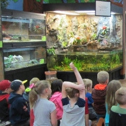 DAS Aquariums 3D Aquarium Archer Fish Waterfall Display