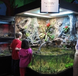 DAS Aquariums 3D Aquarium Archer Fish Waterfall Display