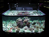 Amazing Coral Display OPen Top 3D Aquarium