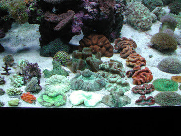 Closeup of Marine 3D Aquarium in a Marine Fish Store