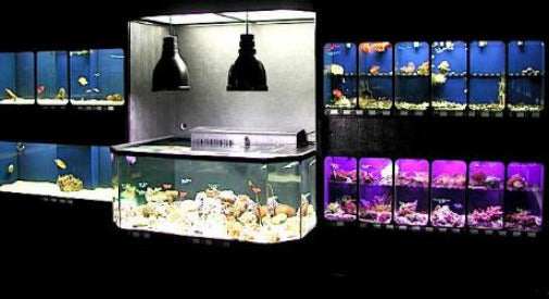 Marine 3D Aquarium between Marine Fish and Coral Setups