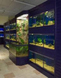 3D Aquarium in between Freshwater Enclosures