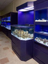 3D Aquarium for Marine Life display between Marine Fish Enclosures