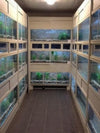 DAS Aquariums Thrive Freshwater Enclosure Fish Retail Unit