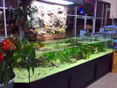 impressive pond like 3d aquarium cichlid display