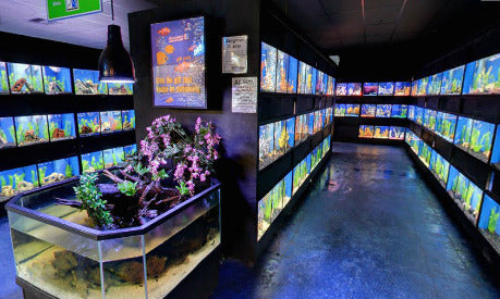 3D Aquariums in Fish Room