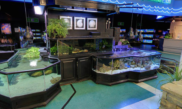 3D Aquarium Display "Long Beach Show"