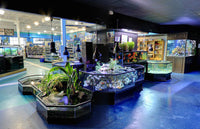 Our Rainforest 3D Aquarium Paludarium display is a show-stopping centerpiece display