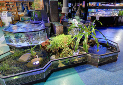 Our Rainforest 3D Aquarium Paludarium display is a show-stopping centerpiece display