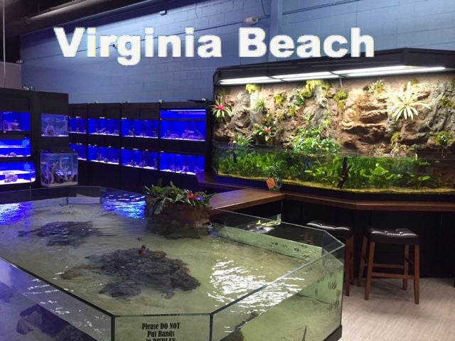 Coffee Bar Aquarium