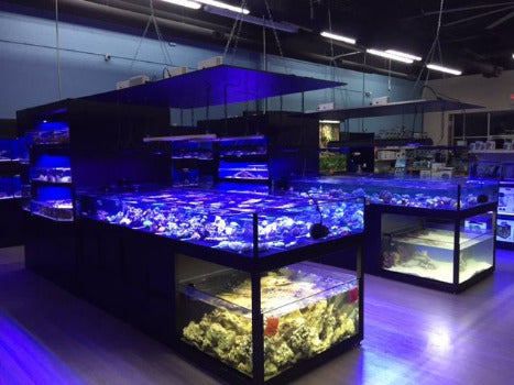Commercial Frag Tanks with Live Rock Display in Fish Store