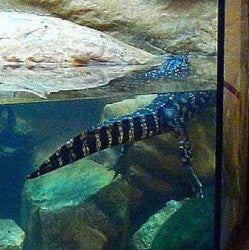 Exhibit "Alligators and Turtles"